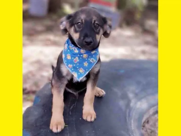 Cachorro ra a Srd idade 2 a 6 meses nome Onã