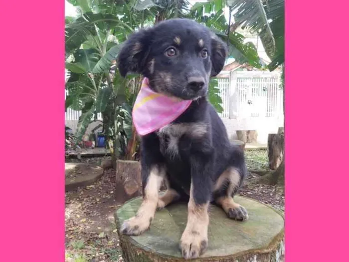 Cachorro ra a Srd idade 2 a 6 meses nome Lia