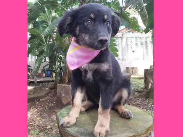 Cachorro ra a Srd idade 2 a 6 meses nome Lia