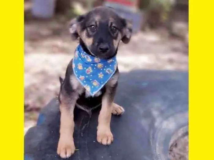 Cachorro ra a Srd idade 2 a 6 meses nome Onã