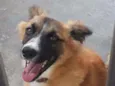 Guela
