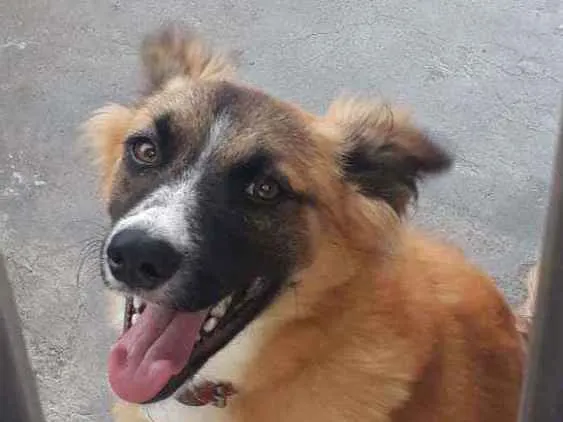 Cachorro ra a Indefinida idade 7 a 11 meses nome Guela