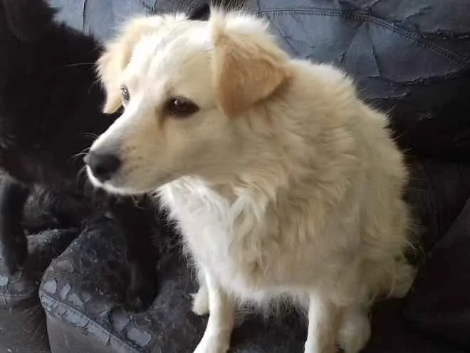 Cachorro ra a mix srd idade  nome LEKA