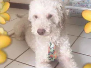 Cachorro raça Poodle  idade 3 anos nome Apolo