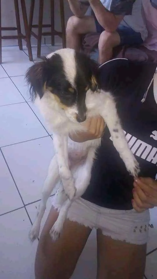 Cachorro ra a Vira lata idade 2 a 6 meses nome Pantera e Kiara 