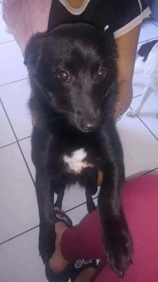 Cachorro ra a Vira lata idade 2 a 6 meses nome Pantera e Kiara 