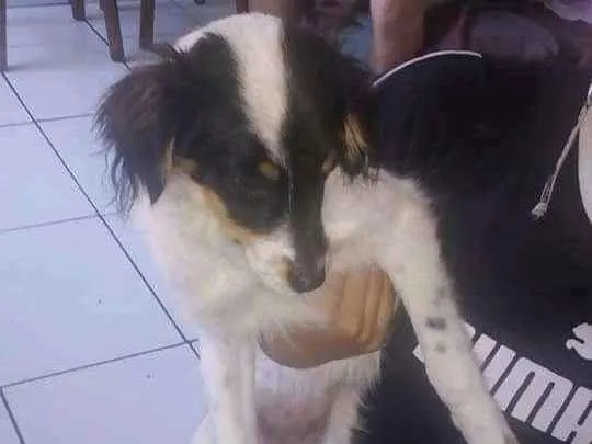 Cachorro ra a Vira lata idade 2 a 6 meses nome Pantera e Kiara 