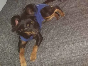 Cachorro raça SRD idade 1 ano nome Bob