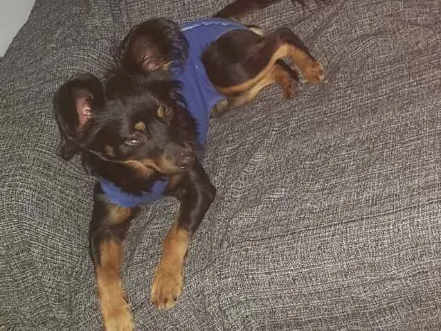 Cachorro ra a SRD idade 1 ano nome Bob