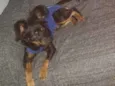 Bob