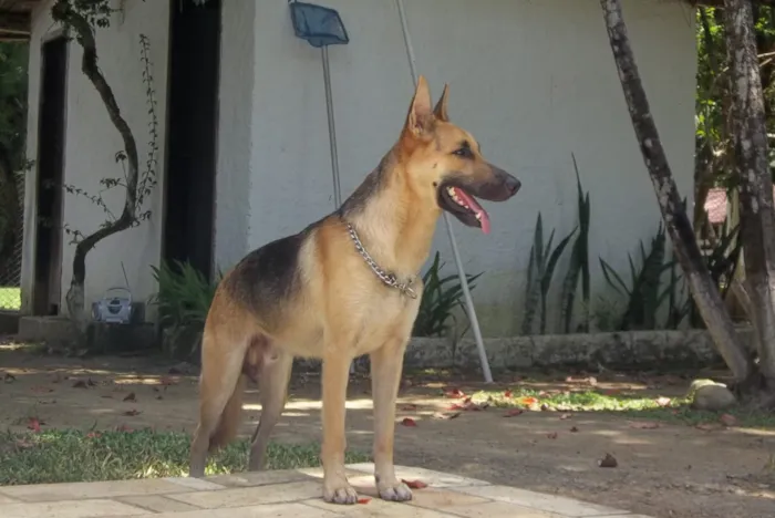 Cachorro ra a Pastor alemão  idade 5 anos nome Thor 