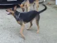 Lassie