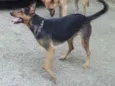 Lassie