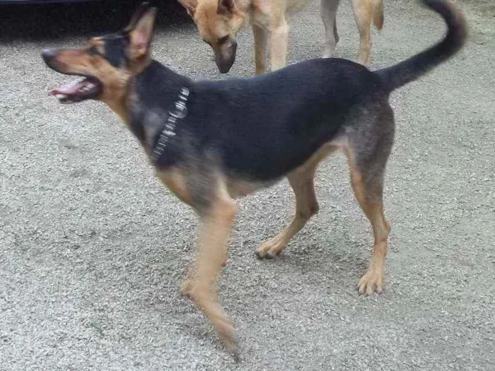 Cachorro ra a Pastor alemão  idade 6 ou mais anos nome Lassie