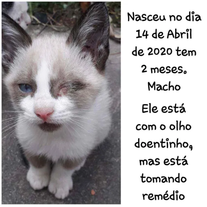 Gato ra a Simês idade 2 a 6 meses nome Não tem
