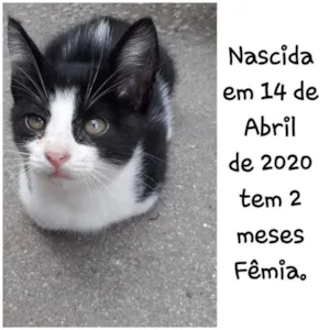 Gato raça Simês idade 2 a 6 meses nome Não tem