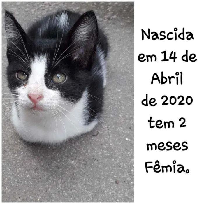 Gato ra a Simês idade 2 a 6 meses nome Não tem