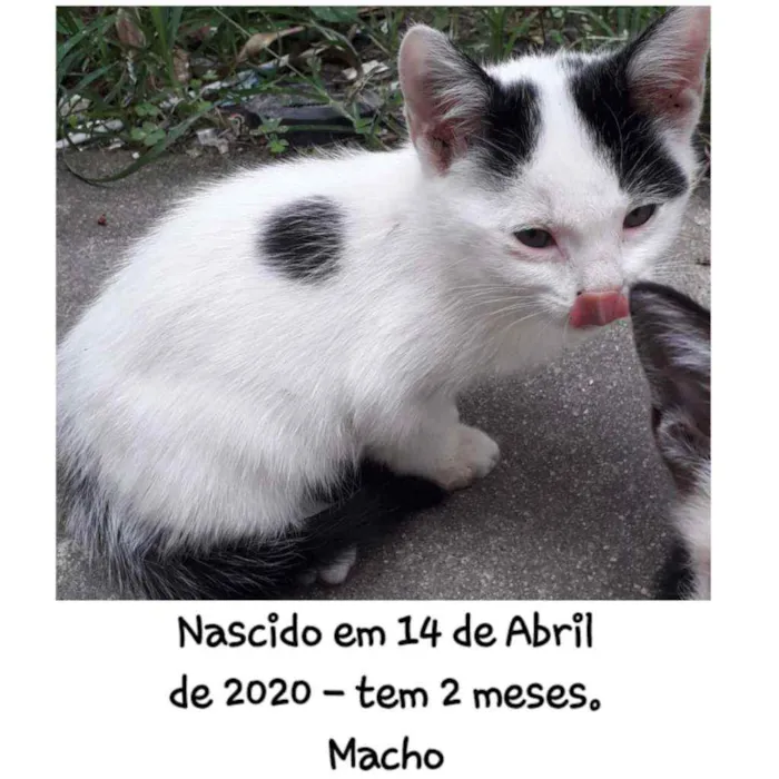 Gato ra a Simês idade 2 a 6 meses nome Não tem