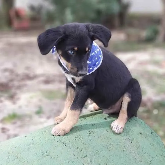 Cachorro ra a Srd idade 2 a 6 meses nome Zetro