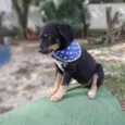 Zetro