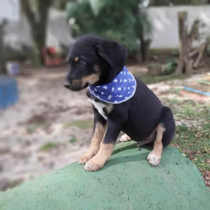 Cachorro ra a Srd idade 2 a 6 meses nome Zetro