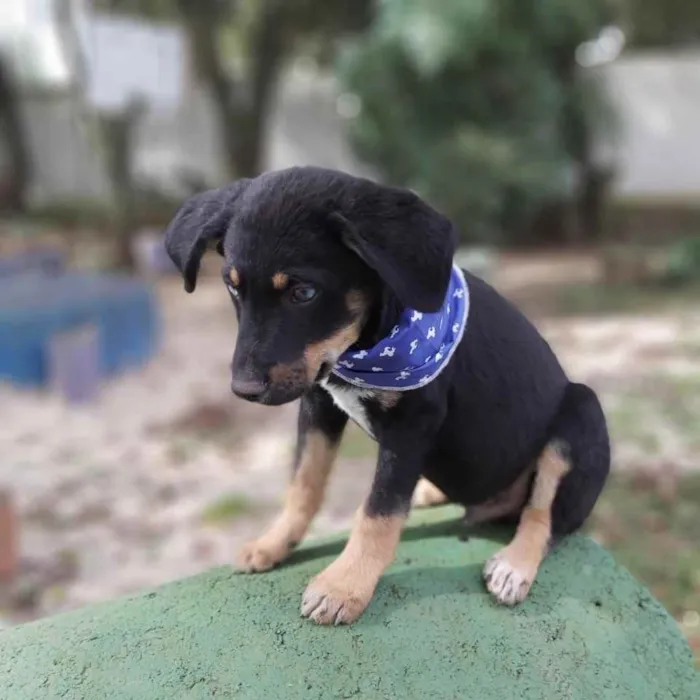 Cachorro ra a Srd idade 2 a 6 meses nome Zetro