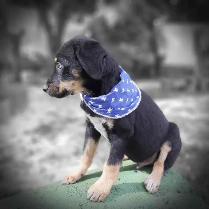 Cachorro ra a Srd idade 2 a 6 meses nome Zetro
