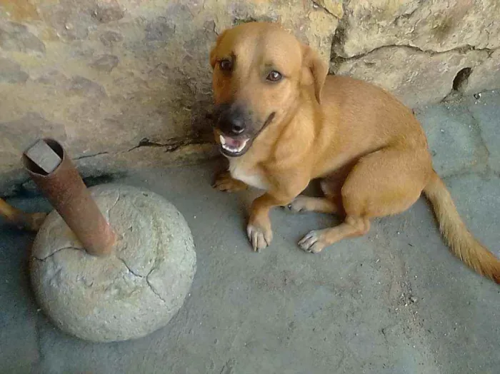 Cachorro ra a Mestiço idade 2 anos nome Bolinha