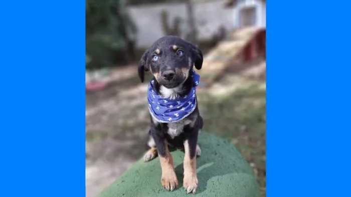Cachorro ra a Srd idade 2 a 6 meses nome Zetro