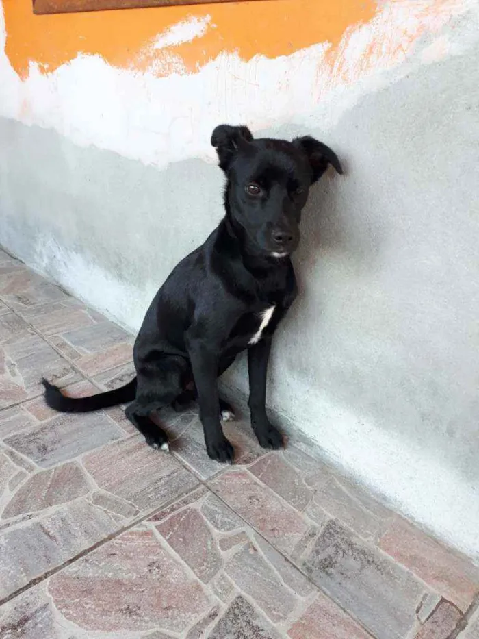 Cachorro ra a Sem raça definida  idade 1 ano nome Sem nome 