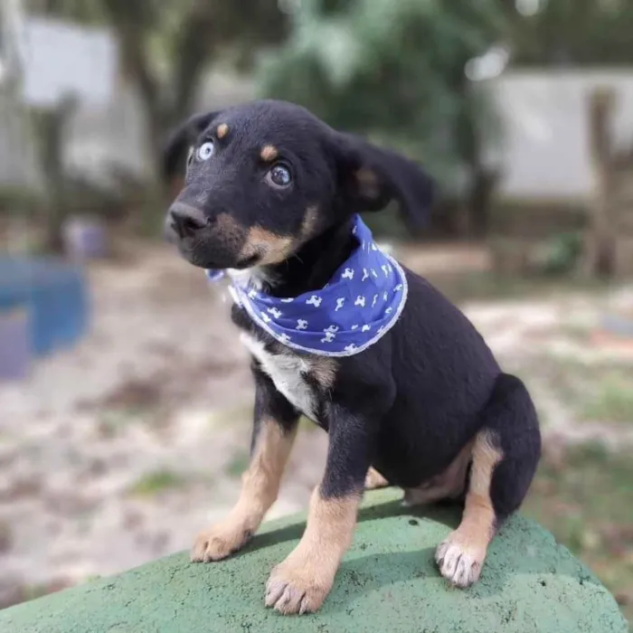 Cachorro ra a Srd idade 2 a 6 meses nome Zetro