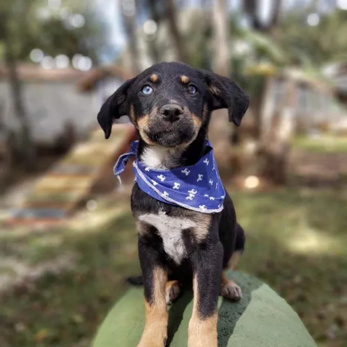 Cachorro ra a Srd idade 2 a 6 meses nome Zetro