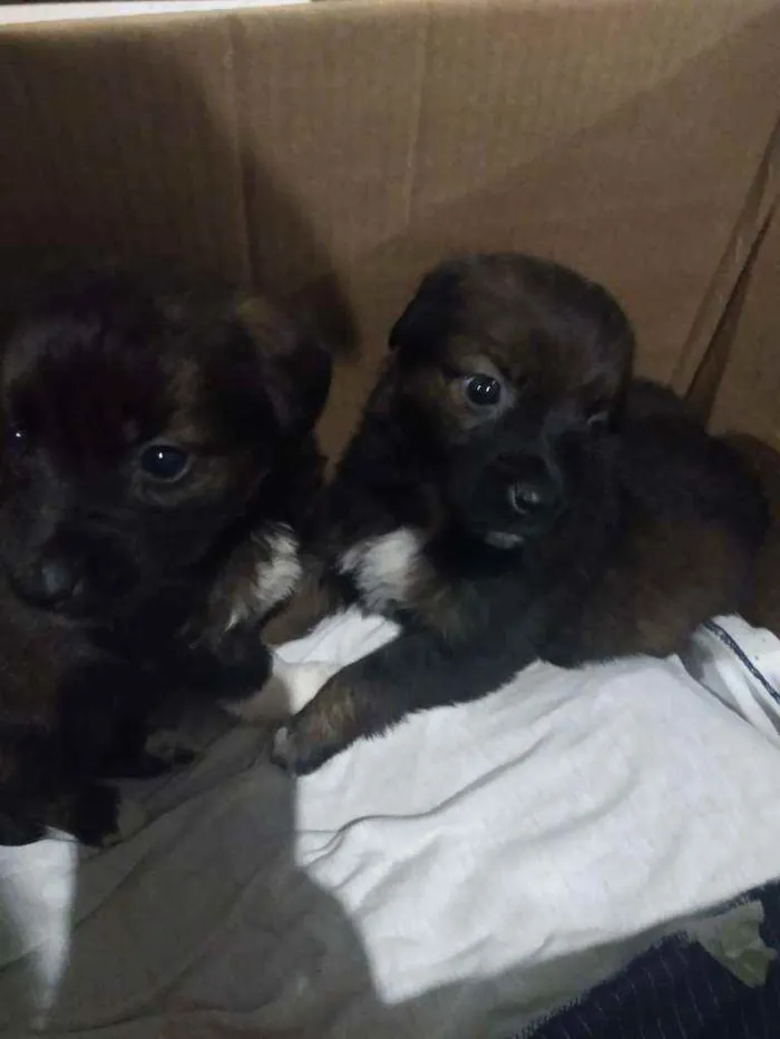 Cachorro ra a SRD idade Abaixo de 2 meses nome Sem nome