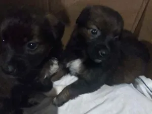 Cachorro raça SRD idade Abaixo de 2 meses nome Sem nome