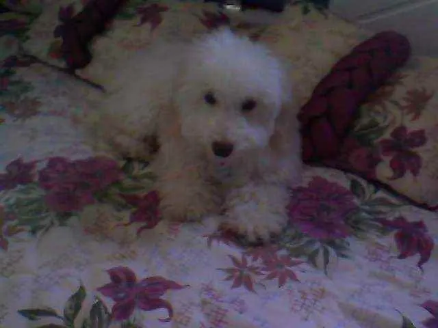Cachorro ra a Poodle idade 6 ou mais anos nome Pitty