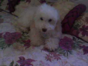 Cachorro raça Poodle idade 6 ou mais anos nome Pitty