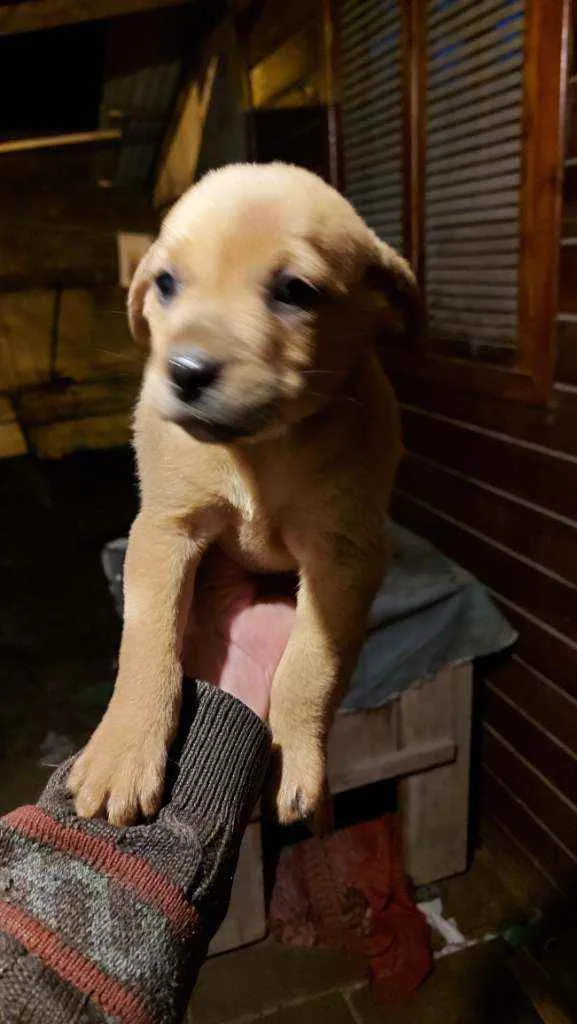 Cachorro ra a Sem raça definida idade Abaixo de 2 meses nome Sem some