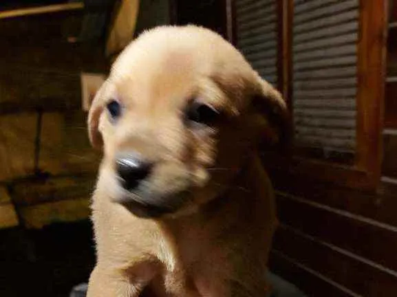Cachorro ra a Sem raça definida idade Abaixo de 2 meses nome Sem some