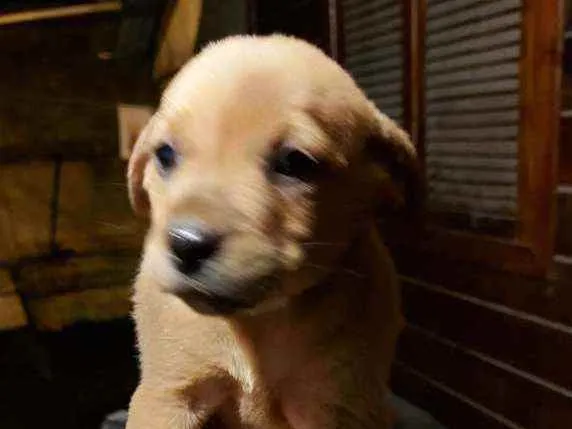 Cachorro ra a Sem raça definida idade Abaixo de 2 meses nome Sem some