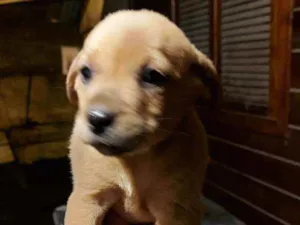 Cachorro raça Sem raça definida idade Abaixo de 2 meses nome Sem some