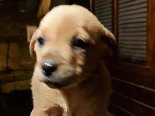 Cachorro ra a Sem raça definida idade Abaixo de 2 meses nome Sem some