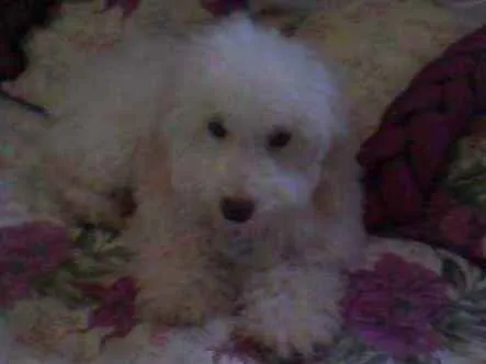 Cachorro ra a Poodle idade 6 ou mais anos nome Pitty