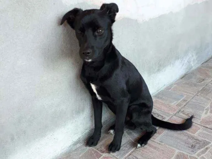 Cachorro ra a Sem raça definida  idade 1 ano nome Sem nome 