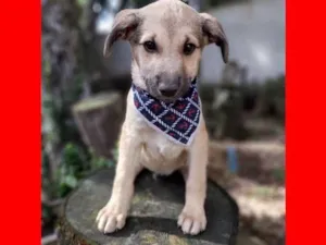 Cachorro raça SRD idade 2 a 6 meses nome Seth