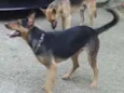 Lassie