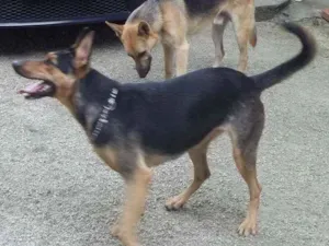 Cachorro raça Pastor alemão  idade 6 ou mais anos nome Lassie