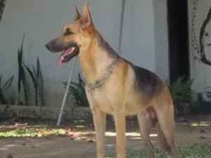 Cachorro raça Pastor alemão  idade 5 anos nome Thor 