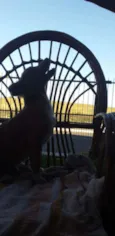 Douglas Dog