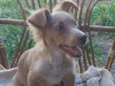 Douglas Dog