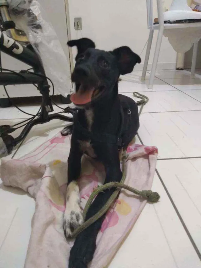 Cachorro raça SRD idade 7 a 11 meses nome Desconhecido